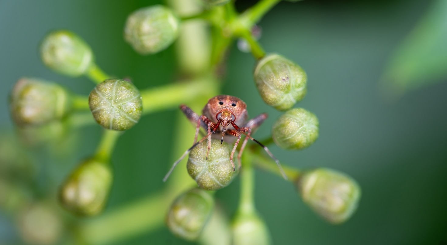 Beneficios del aceite ozonizado en la agricultura