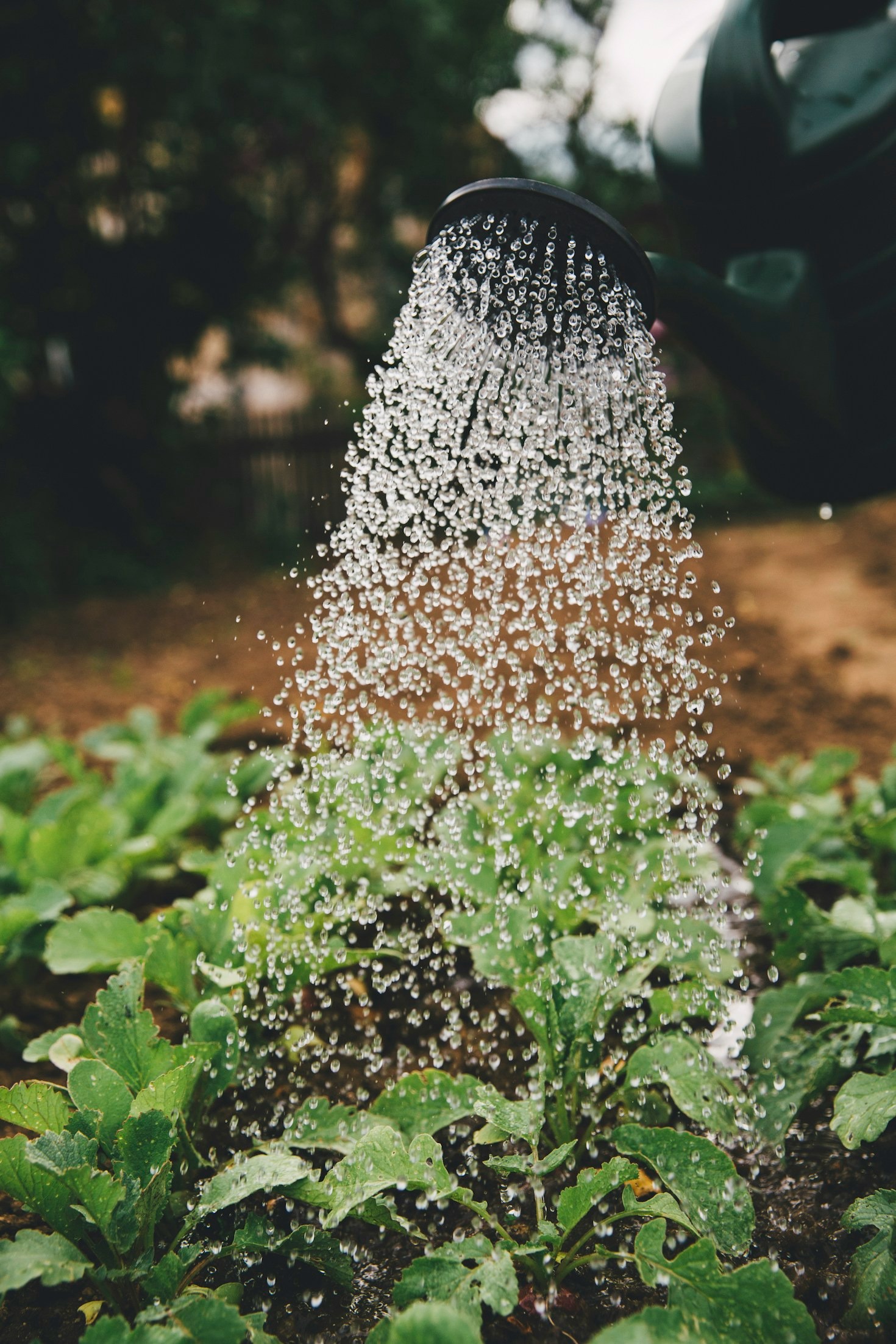 Por qué elegir alternativas orgánicas para vegetales
